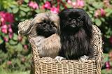 PEKINOIS 195